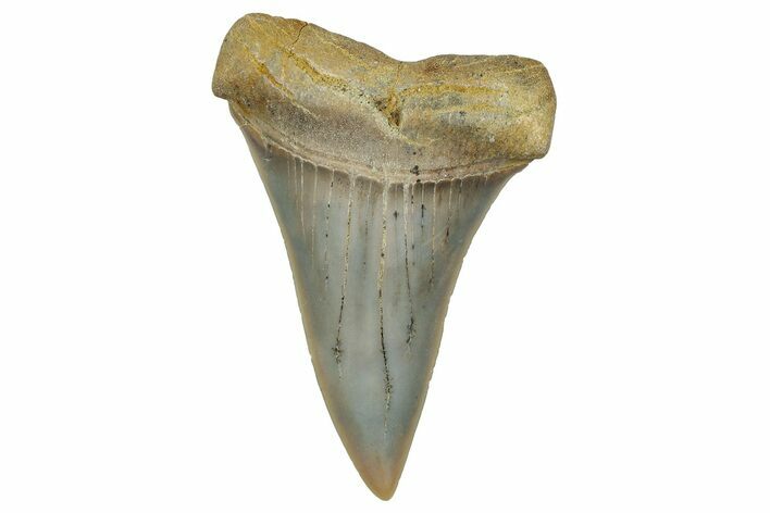 Colorful, Fossil Broad-Tooth Mako Shark Tooth - Bakersfield, CA #351450